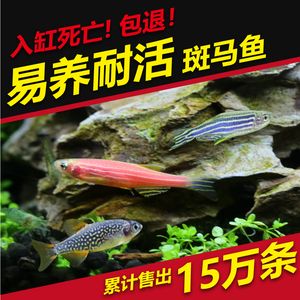 淡水魚魚缸混養(yǎng)的注意事項：淡水魚混養(yǎng)的注意事項 淡水魚魚缸混養(yǎng)的注意事項：淡水魚混養(yǎng)的注意事項 魚缸百科 第3張