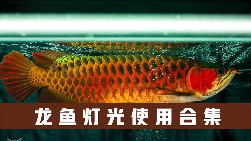 龍魚底色不干凈怎么處理好：龍魚底色不干凈怎么處理