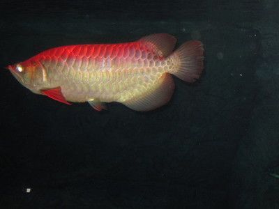 周公解夢(mèng)夢(mèng)到紅色金龍魚(yú)（夢(mèng)見(jiàn)紅色金龍魚(yú)是一個(gè)吉兆象征著財(cái)運(yùn)、熱情和能量）
