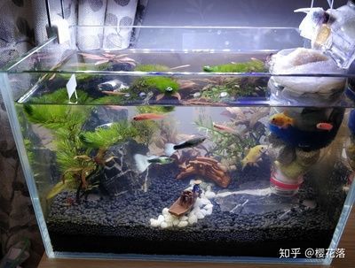 深圳市魚樂樂生物科技有限責任公司（深圳市魚樂樂生物科技有限責任公司怎么樣） 深圳市魚樂樂生物科技有限責任公司（深圳市魚樂樂生物科技有限責任公司怎么樣） 全國水族館企業名錄