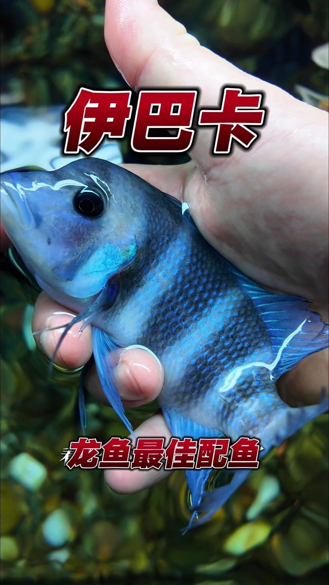 哪種混養魚種與龍魚最和諧？