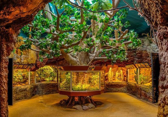 龍魚虎魚魚粑粑是灰白色：如何判斷龍魚消化不良的自然方法 龍魚虎魚魚粑粑是灰白色：如何判斷龍魚消化不良的自然方法 龍魚百科 第4張