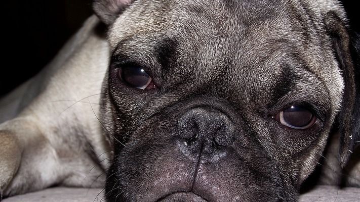 龍魚虎魚魚粑粑是灰白色：如何判斷龍魚消化不良的自然方法 龍魚虎魚魚粑粑是灰白色：如何判斷龍魚消化不良的自然方法 龍魚百科 第3張