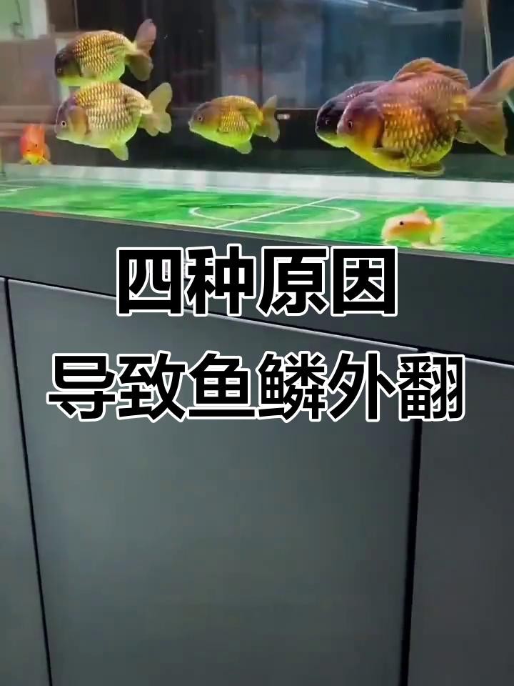 龍魚炸鱗恢復后需要注意什么