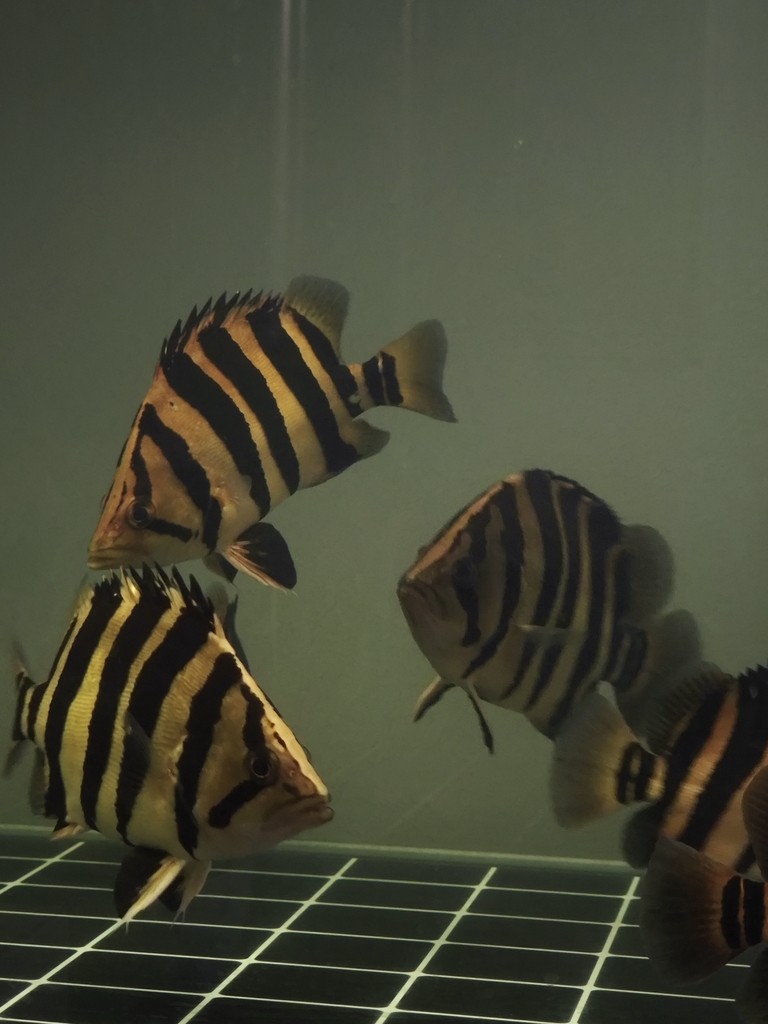 一入魚坑深似海