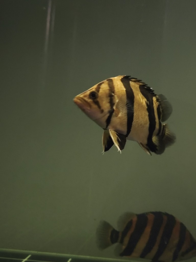 一入魚坑深似海