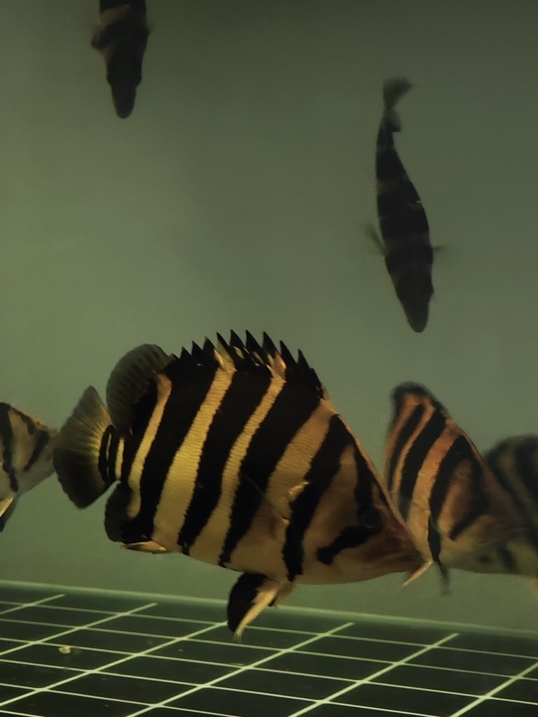 一入魚坑深似海