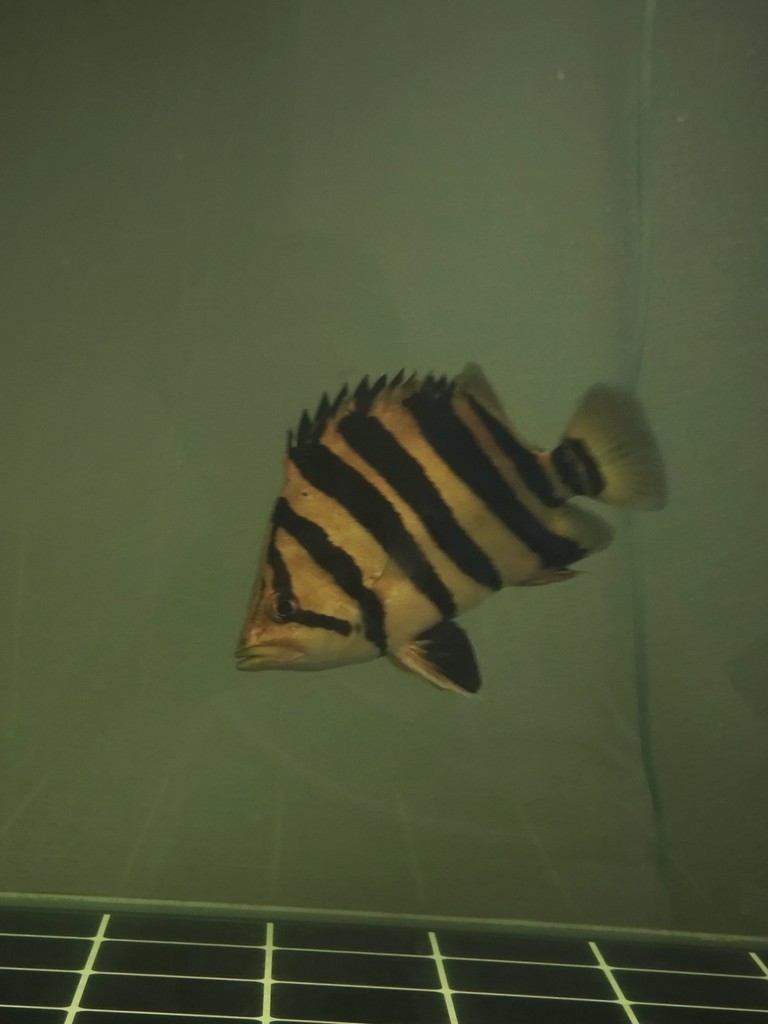 一入魚坑深似海