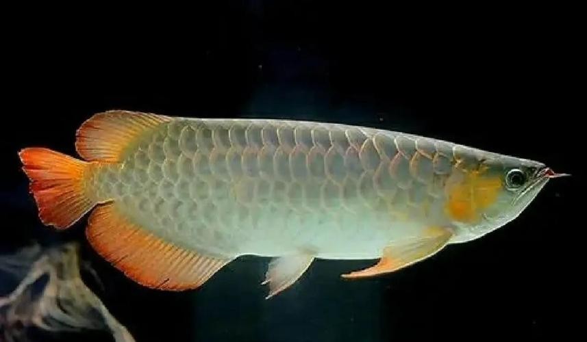 銀龍魚(yú)公母辨別圖解圖片 龍魚(yú)百科 第11張 銀龍魚(yú)公母辨別圖解圖片 銀龍魚(yú)公母辨別圖解圖片 龍魚(yú)百科 第11張