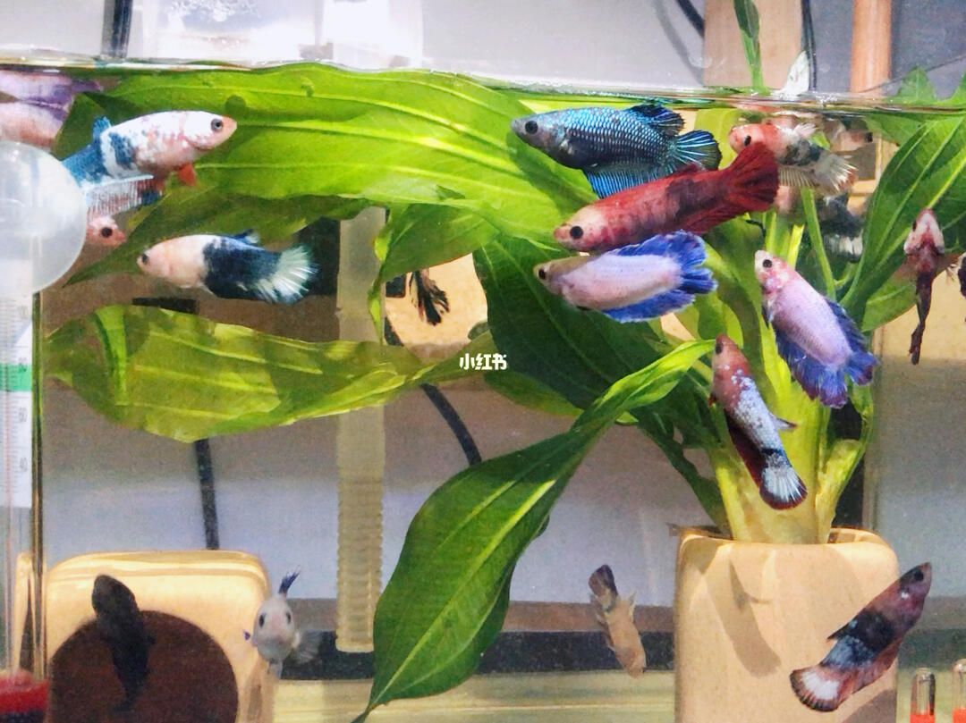 魚缸的媽媽:魚缸作為母親角色在家庭中的體現 魚缸百科 第2張 魚缸的媽媽:魚缸作為母親角色在家庭中的體現 魚缸的媽媽:魚缸作為母親角色在家庭中的體現 魚缸百科 第2張