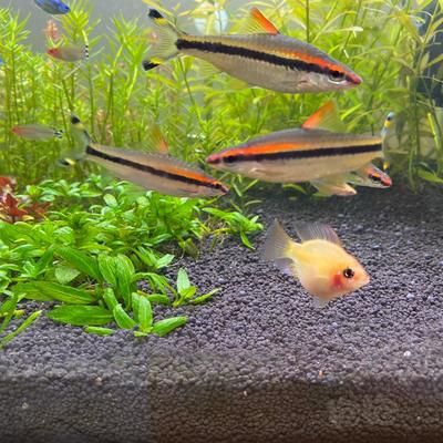 魚缸的媽媽:魚缸作為母親角色在家庭中的體現 魚缸百科 第4張 魚缸的媽媽:魚缸作為母親角色在家庭中的體現 魚缸的媽媽:魚缸作為母親角色在家庭中的體現 魚缸百科 第4張