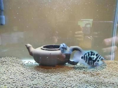 魚缸的媽媽:魚缸作為母親角色在家庭中的體現 魚缸百科 第3張 魚缸的媽媽:魚缸作為母親角色在家庭中的體現 魚缸的媽媽:魚缸作為母親角色在家庭中的體現 魚缸百科 第3張