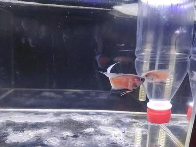 魚缸的媽媽:魚缸作為母親角色在家庭中的體現 魚缸百科 第5張 魚缸的媽媽:魚缸作為母親角色在家庭中的體現 魚缸的媽媽:魚缸作為母親角色在家庭中的體現 魚缸百科 第5張