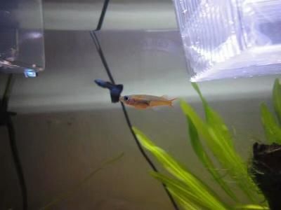 魚缸的媽媽:魚缸作為母親角色在家庭中的體現 魚缸百科 第1張 魚缸的媽媽:魚缸作為母親角色在家庭中的體現 魚缸的媽媽:魚缸作為母親角色在家庭中的體現 魚缸百科 第1張