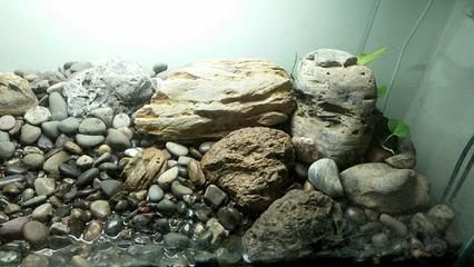 龍魚缸怎么養(yǎng)水草：龍魚缸養(yǎng)水草的關(guān)鍵是保持水質(zhì)清潔并適當管理 龍魚缸怎么養(yǎng)水草：龍魚缸養(yǎng)水草的關(guān)鍵是保持水質(zhì)清潔并適當管理 龍魚百科 第5張