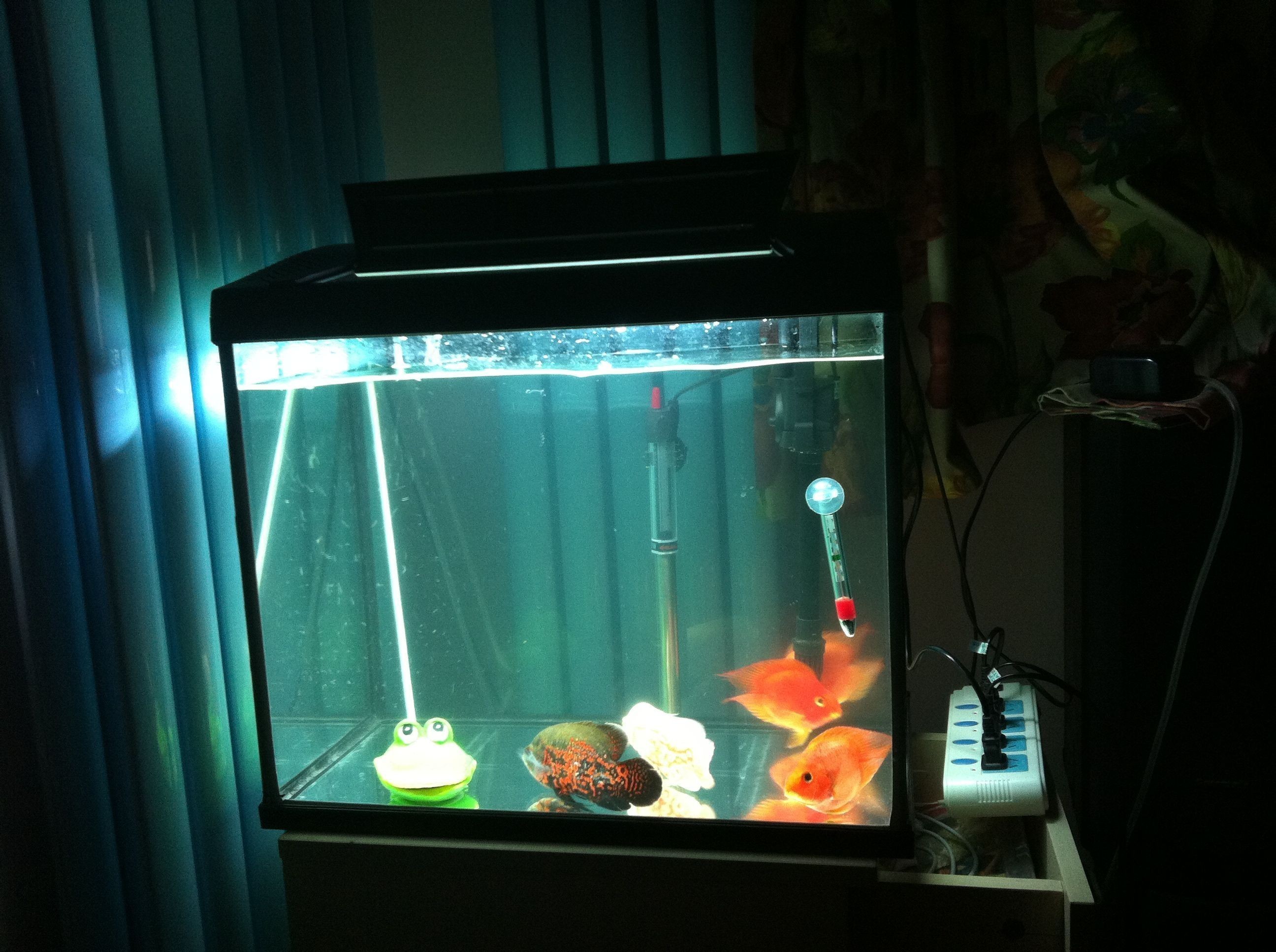 剛弄的魚缸加水很渾咋辦(如何處理魚缸加水后渾濁) 魚缸百科 第3張 剛弄的魚缸加水很渾咋辦(如何處理魚缸加水后渾濁) 剛弄的魚缸加水很渾咋辦(如何處理魚缸加水后渾濁) 魚缸百科 第3張