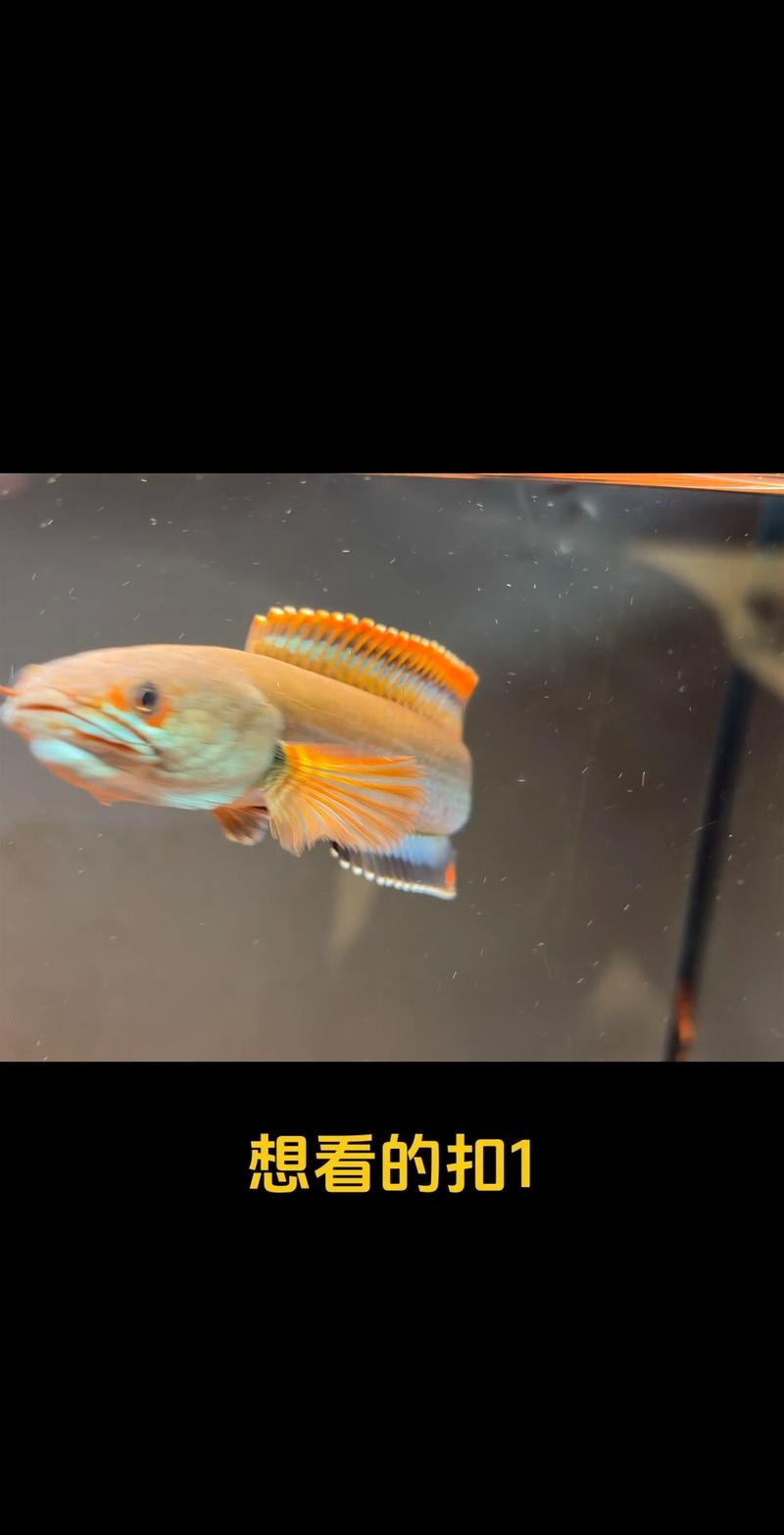 雷龍魚可以和虎斑恐龍混養嗎圖片視頻大全