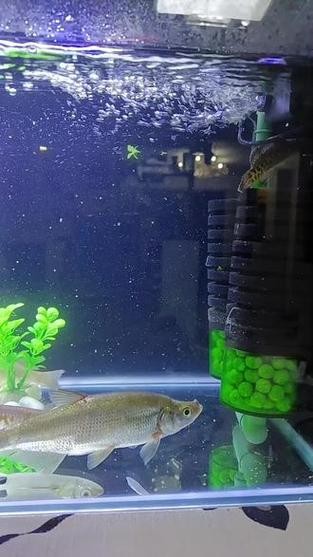 雷龍魚可以和虎斑恐龍混養嗎圖片視頻大全