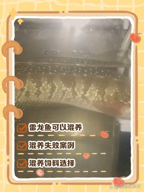 雷龍魚可以和虎斑恐龍混養嗎圖片視頻大全