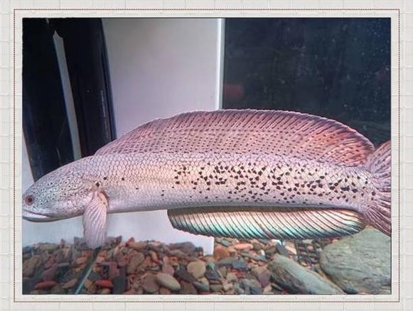 雷龍魚可以和虎斑恐龍混養嗎圖片視頻大全