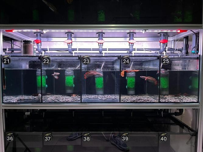 雷龍魚可以和虎斑恐龍混養嗎圖片視頻大全
