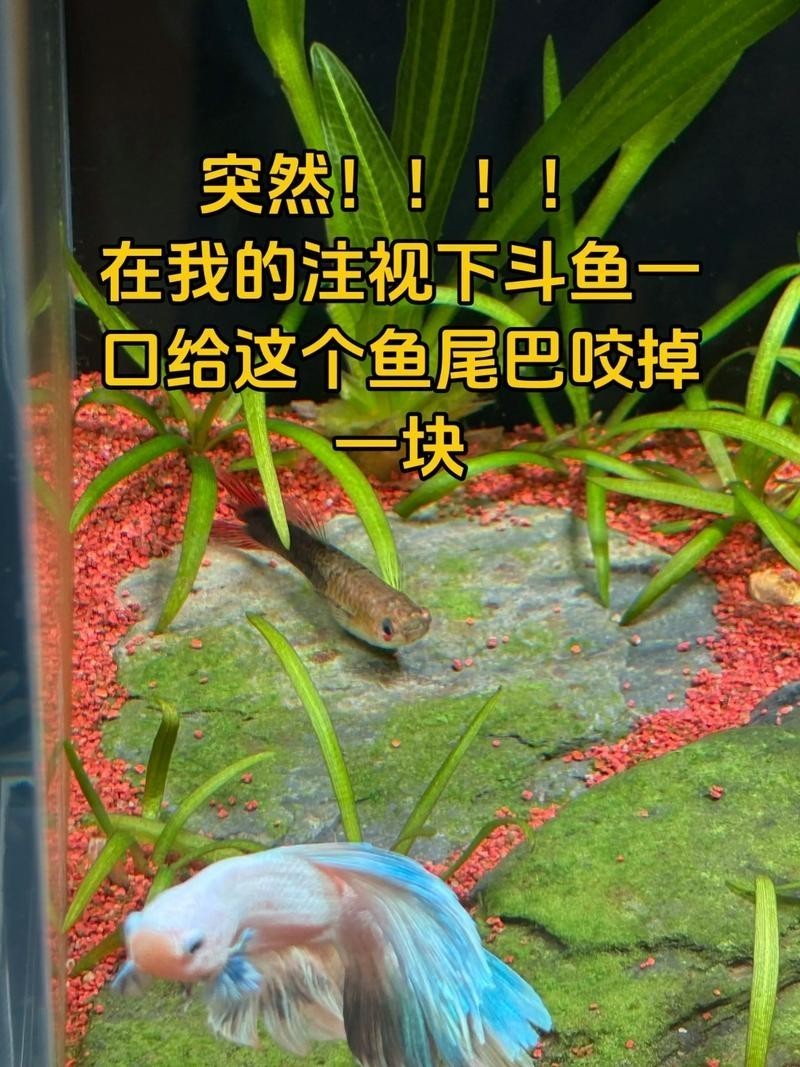 雷龍魚可以和虎斑恐龍混養嗎圖片視頻大全