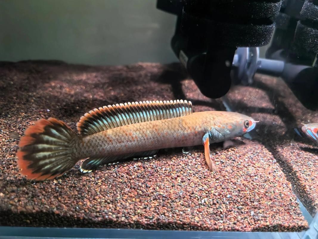 雷龍魚可以和虎斑恐龍混養嗎圖片視頻大全