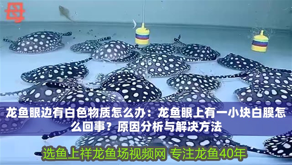 龍魚眼邊有白色物質怎么辦：龍魚眼上有一小塊白膜怎么回事？原因分析與解決方法