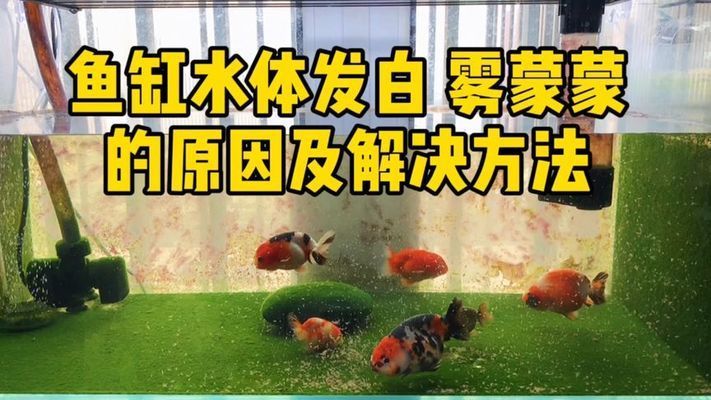 魚缸水發白霧蒙蒙通常是由于水質出現問題來改善水質：魚缸水發白霧蒙蒙怎么辦