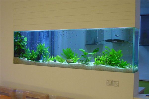 魚缸水發白霧蒙蒙通常是由于水質出現問題來改善水質：魚缸水發白霧蒙蒙怎么辦