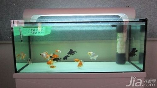 魚缸燈架有用嗎:如何安裝魚缸燈架,魚缸燈架裝飾效果 魚缸百科 第5張 魚缸燈架有用嗎:如何安裝魚缸燈架,魚缸燈架裝飾效果 魚缸燈架有用嗎:如何安裝魚缸燈架,魚缸燈架裝飾效果 魚缸百科 第5張