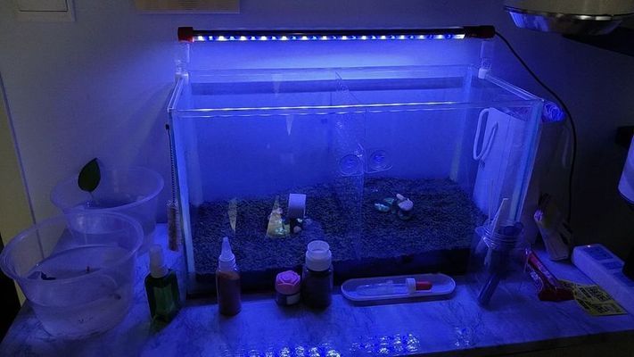 魚缸燈架有用嗎:如何安裝魚缸燈架,魚缸燈架裝飾效果 魚缸百科 第1張 魚缸燈架有用嗎:如何安裝魚缸燈架,魚缸燈架裝飾效果 魚缸燈架有用嗎:如何安裝魚缸燈架,魚缸燈架裝飾效果 魚缸百科 第1張