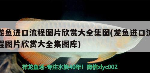 阜陽市宏花卉店 阜陽市宏花卉店 全國水族館企業(yè)名錄 第3張