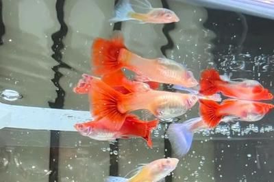 鳳尾魚多大魚缸合適養（鳳尾魚(anchovy)anchovy)黑背魚\"） 鳳尾魚多大魚缸合適養（鳳尾魚(anchovy)anchovy)黑背魚\"） 魚缸百科 第3張