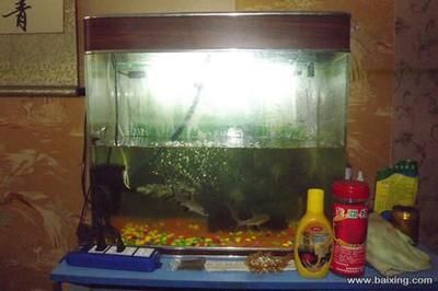 淄博桓臺縣水產業探秘：山東桓臺縣水產業探秘 淄博桓臺縣水產業探秘：山東桓臺縣水產業探秘 魚缸百科 第2張