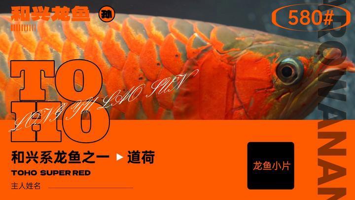 道荷紅龍是獨立品種嗎？