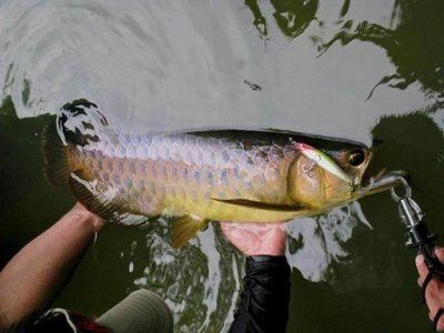 金龍魚的水溫多少度合適釣魚：金龍魚的水溫多少度合適釣魚呢？