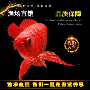 帶金龍血統的紅龍魚叫什么（每日一魚｜一條有金龍魚血統的血紅金龍魚，別樣美！） 帶金龍血統的紅龍魚叫什么（每日一魚｜一條有金龍魚血統的血紅金龍魚，別樣美！） 龍魚百科 第3張