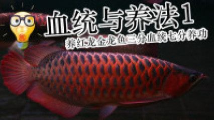 帶金龍血統的紅龍魚叫什么（每日一魚｜一條有金龍魚血統的血紅金龍魚，別樣美！） 帶金龍血統的紅龍魚叫什么（每日一魚｜一條有金龍魚血統的血紅金龍魚，別樣美！） 龍魚百科 第1張