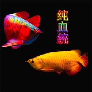 帶金龍血統的紅龍魚叫什么（每日一魚｜一條有金龍魚血統的血紅金龍魚，別樣美！） 帶金龍血統的紅龍魚叫什么（每日一魚｜一條有金龍魚血統的血紅金龍魚，別樣美！） 龍魚百科 第2張