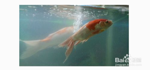 魚缸魚眼發白怎么辦，如何預防魚眼發白魚缸水質檢測方法