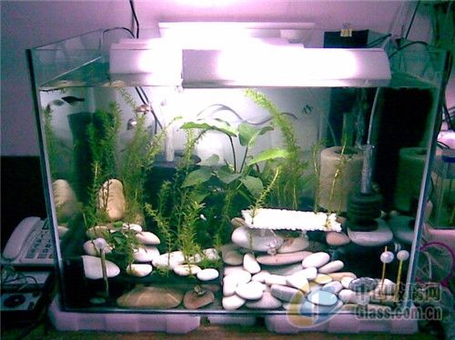 超白玻璃魚缸和超白玻璃魚缸的養護技巧水草缸養護技巧：浮法玻璃魚缸和超白玻璃魚缸的區別