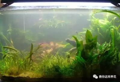 吊蘭可以放到魚缸里養，但需要注意一些事項以確保兩者都能生長：吊蘭可以放到魚缸里養嗎