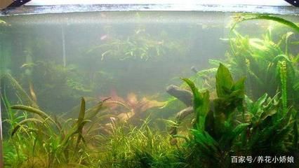 吊蘭可以放到魚缸里養，但需要注意一些事項以確保兩者都能生長：吊蘭可以放到魚缸里養嗎