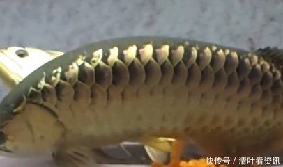 家養(yǎng)金龍魚好嗎（家中養(yǎng)金龍魚好嗎金龍魚飼養(yǎng)禁忌查查吧）
