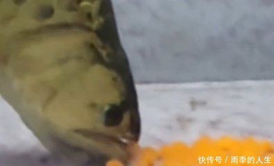 家養(yǎng)金龍魚好嗎（家中養(yǎng)金龍魚好嗎金龍魚飼養(yǎng)禁忌查查吧）