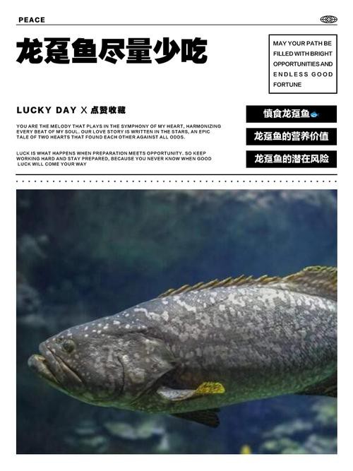 如何辨別龍躉魚的新鮮度？