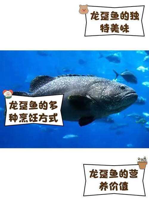 如何辨別龍躉魚的新鮮度？