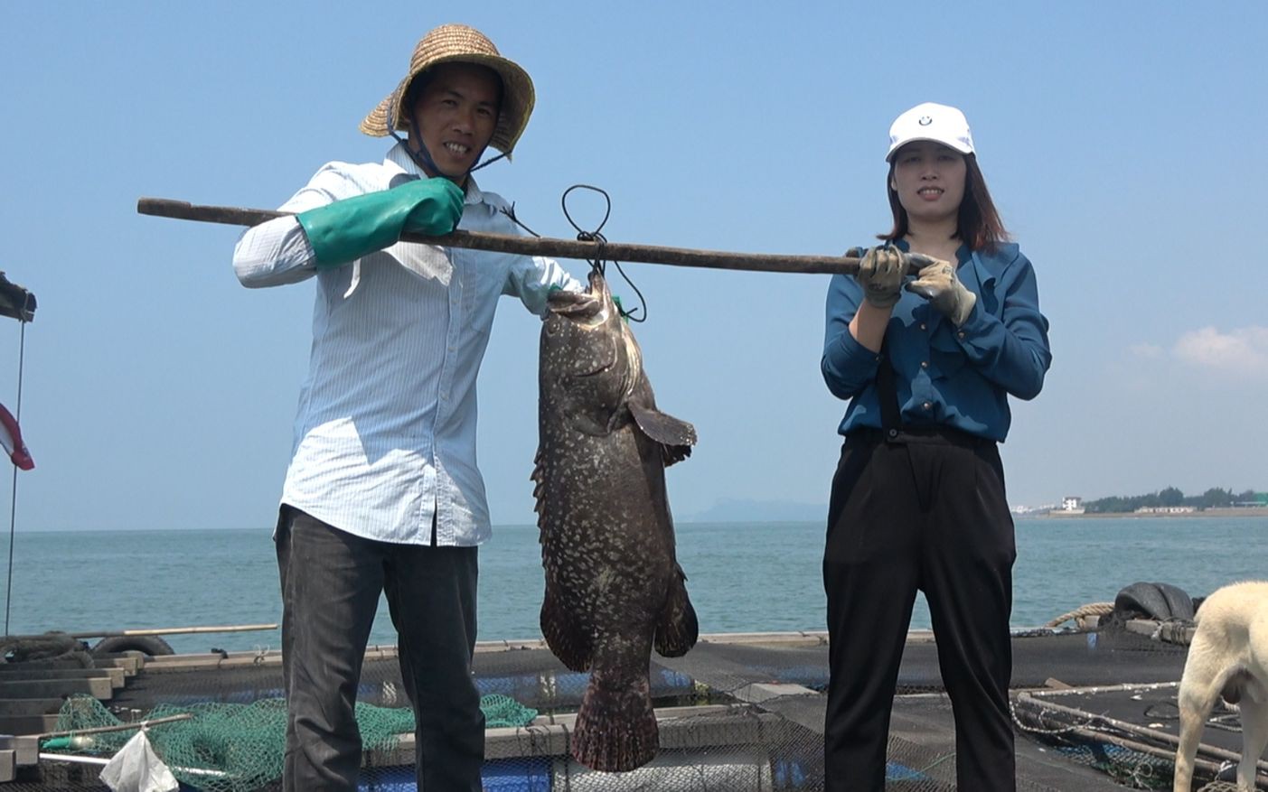 如何辨別龍躉魚的新鮮度？
