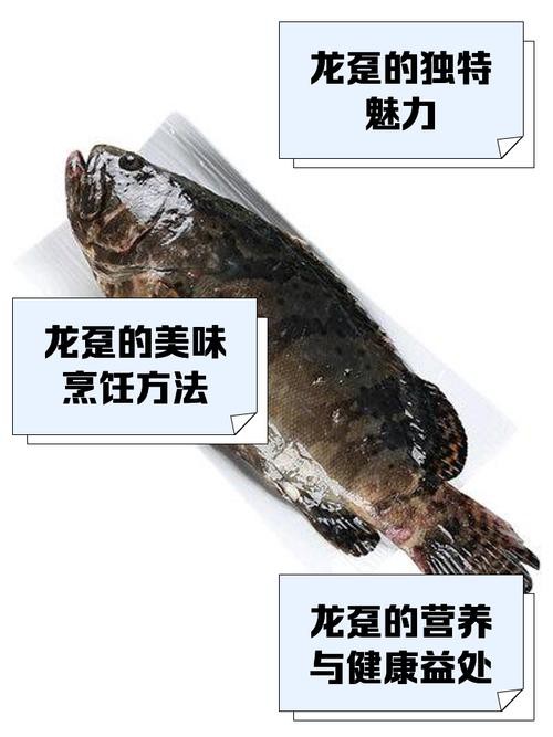 如何辨別龍躉魚的新鮮度？